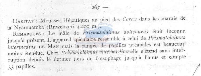 Prismatolaimus dolichurus