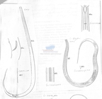 Nematode file-library of the Marine Biology Section (Ghent University, Belgium)