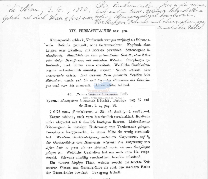 Prismatolaimus intermedius