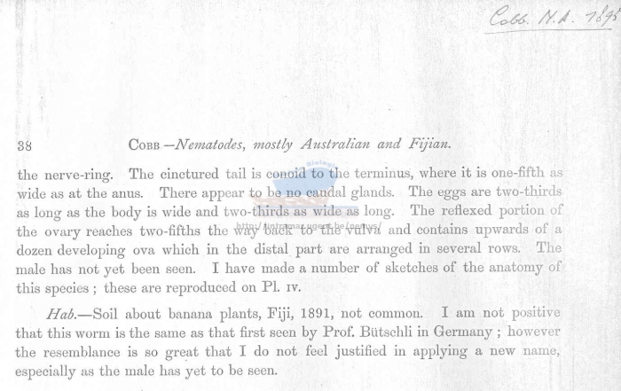 Prismatolaimus intermedius