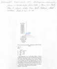 Nematode file-library of the Marine Biology Section (Ghent University, Belgium)