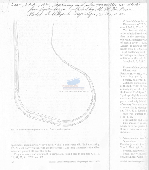 Prismatolaimus primitivus