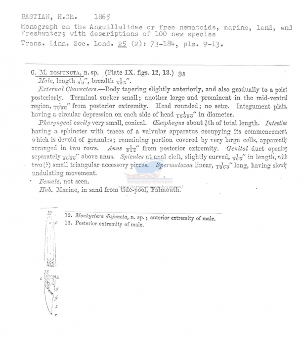 Monhystera disjuncta