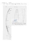 Nematode file-library of the Marine Biology Section (Ghent University, Belgium)