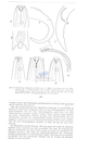 Nematode file-library of the Marine Biology Section (Ghent University, Belgium)