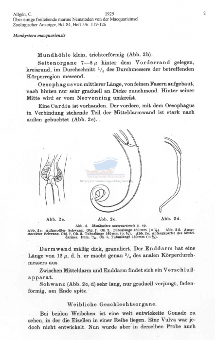 Monhystera macquariensis