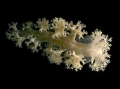 Cladobranchia