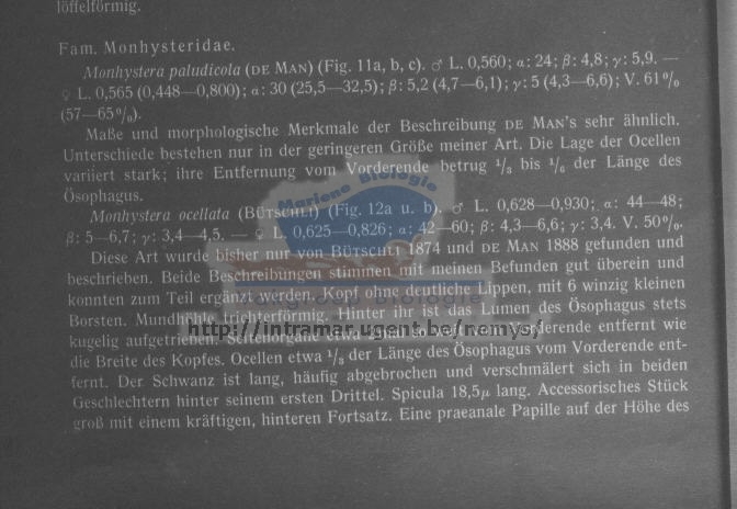 Monhystera paludicola