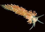 Nudibranchia