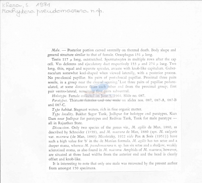 Monhystera pseudomacrura