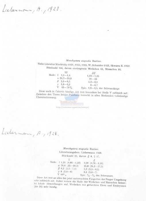 Monhystera stagnalis