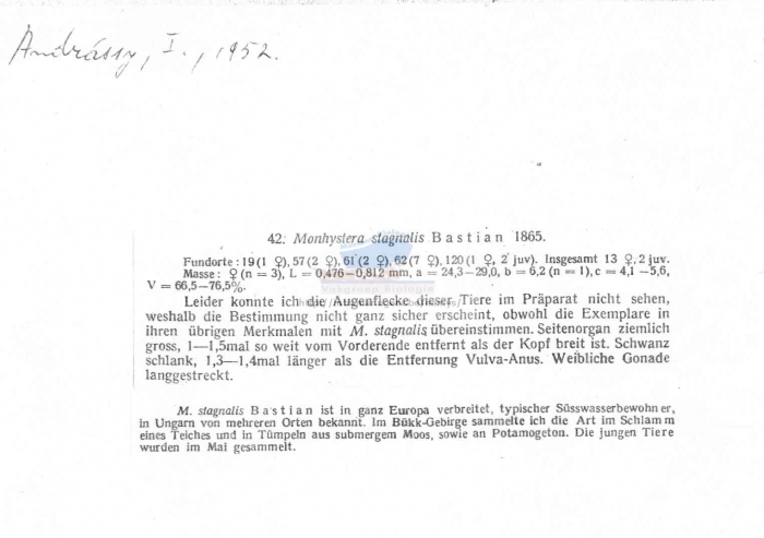 Monhystera stagnalis