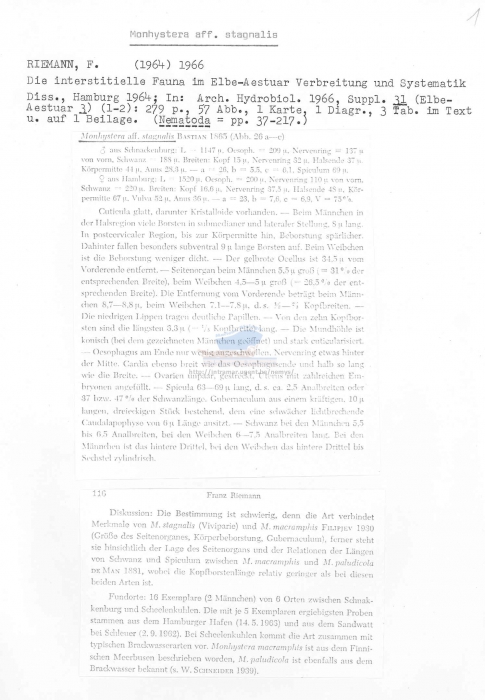 Monhystera stagnalis