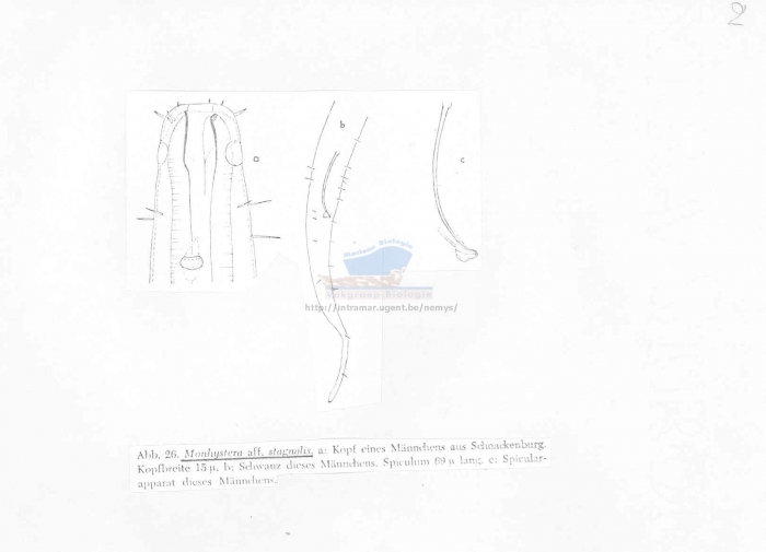 Monhystera stagnalis