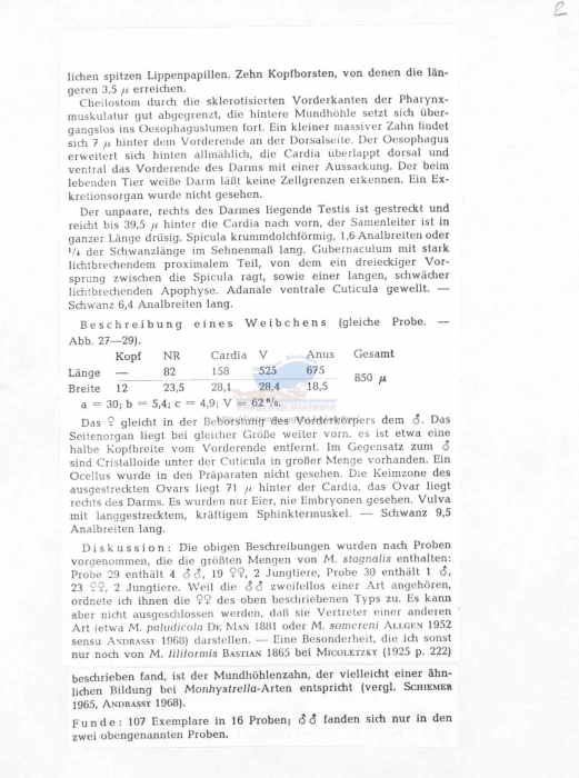 Monhystera stagnalis