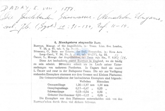 Monhystera stagnalis