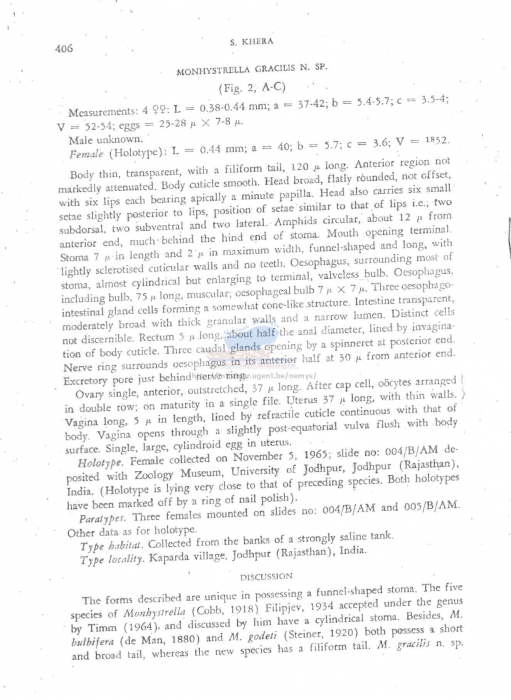 Monhystrella gracilis