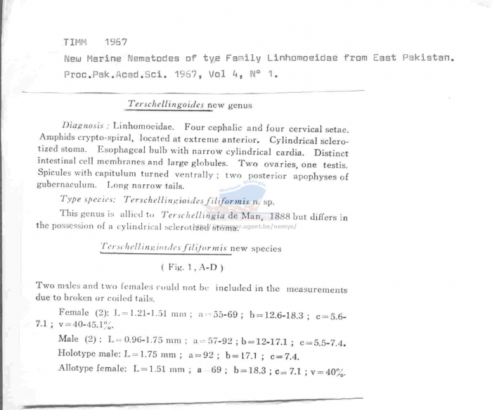 Terschellingioides filiformis