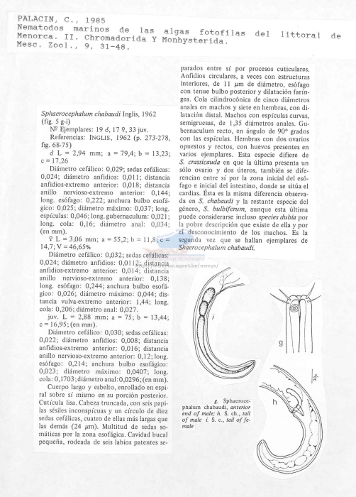Sphaerocephalum chabaudi