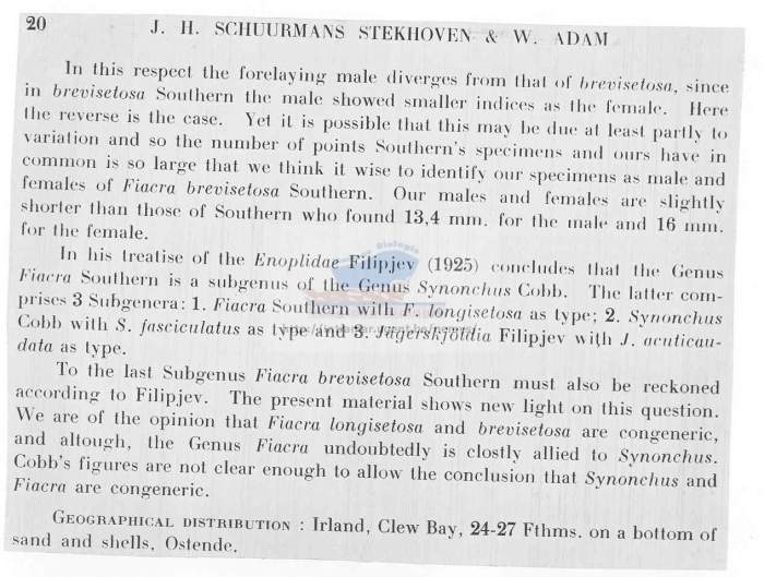 Eusynonchus brevisetosus