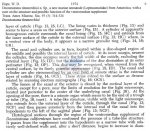 Deontostoma timmerchioi