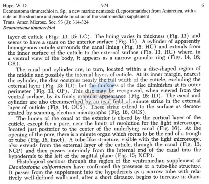 Deontostoma timmerchioi