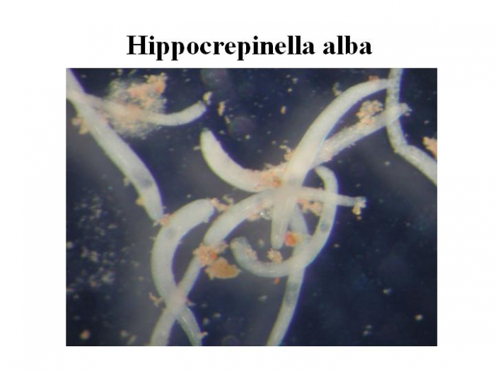 Hippocrepinella alba Hippocrepinella alba