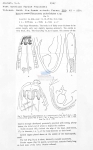 Nematoda (roundworms)
