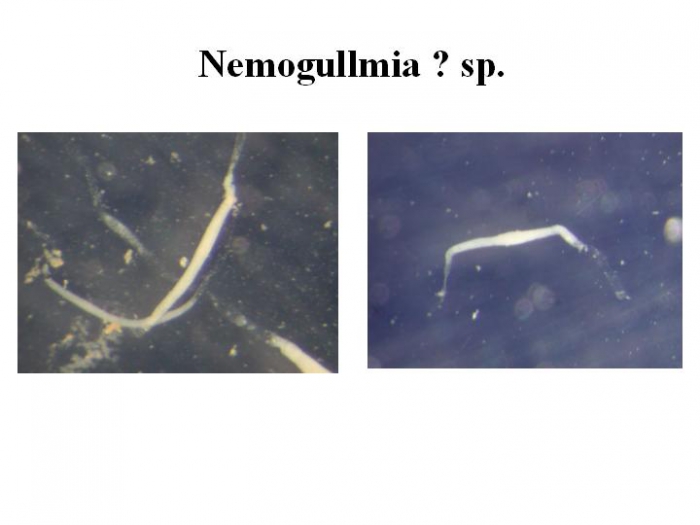 Nemogullmia Nemogullmia