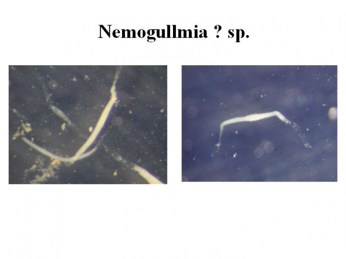 Nemogullmia