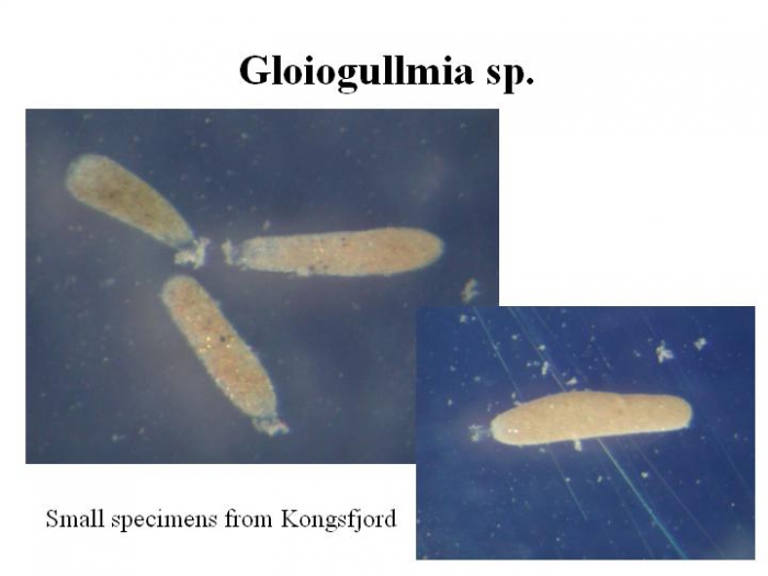 Gloiogullmia Gloiogullmia