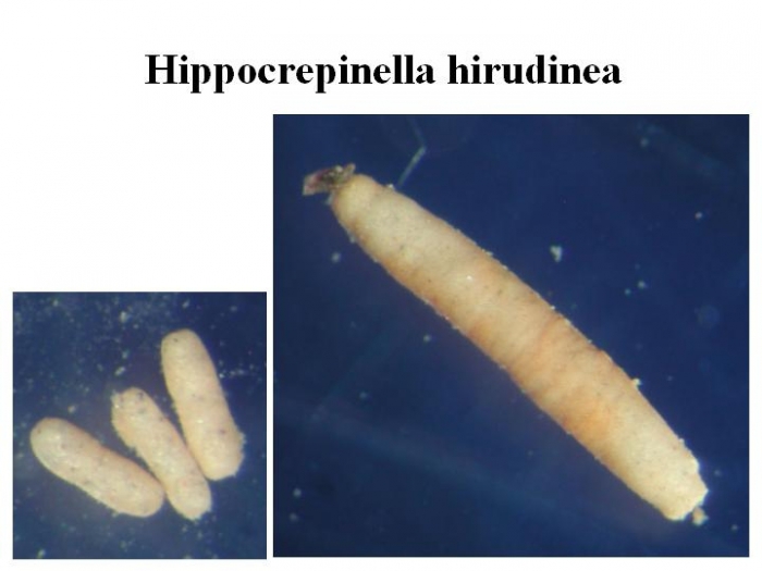 Hippocrepinella hirudinea Hippocrepinella hirudinea