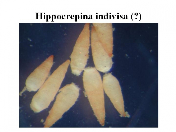 Hippocrepina indivisa Hippocrepina indivisa