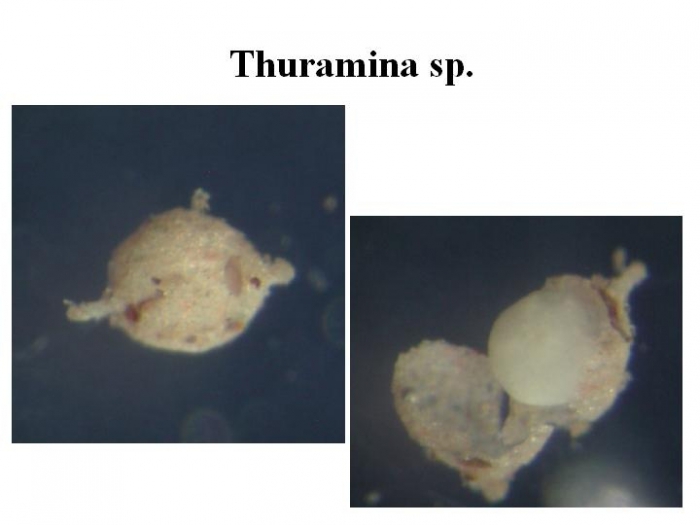 Thurammina Thurammina