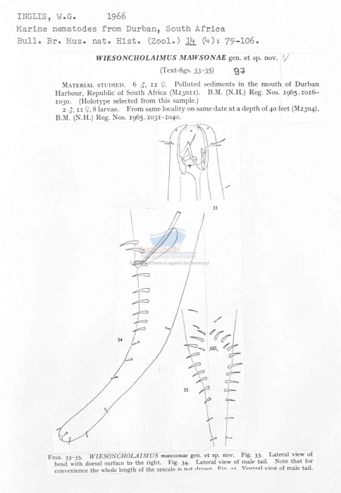 Wiesoncholaimus mawsonae