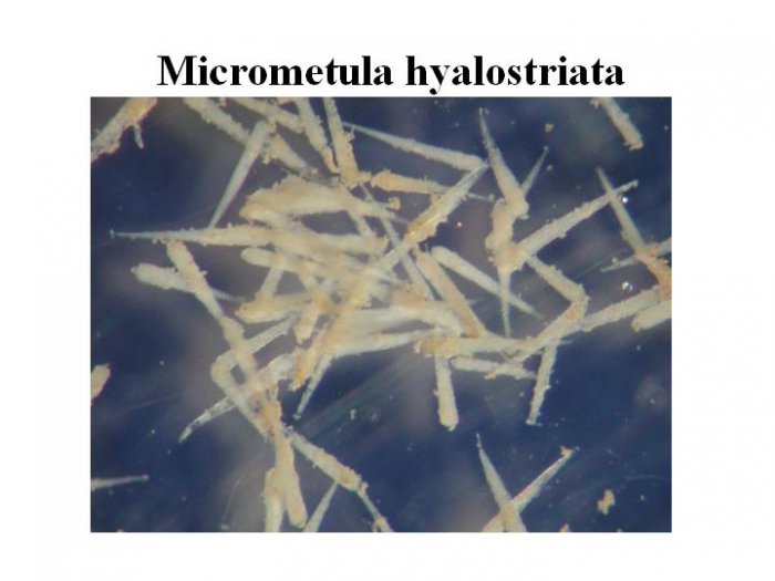 Micrometula hyalostriata Micrometula hyalostriata