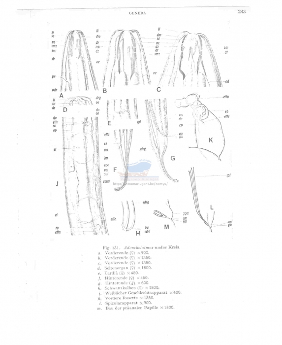 Kreisoncholaimus nudus