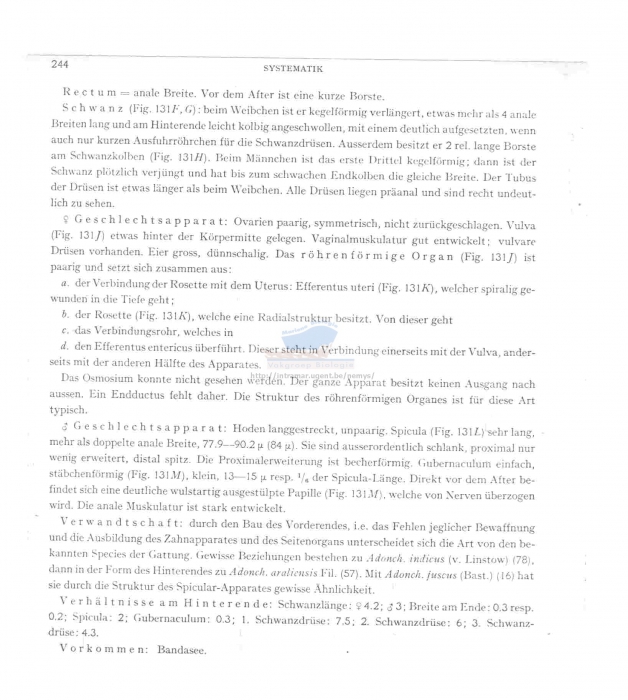 Kreisoncholaimus nudus