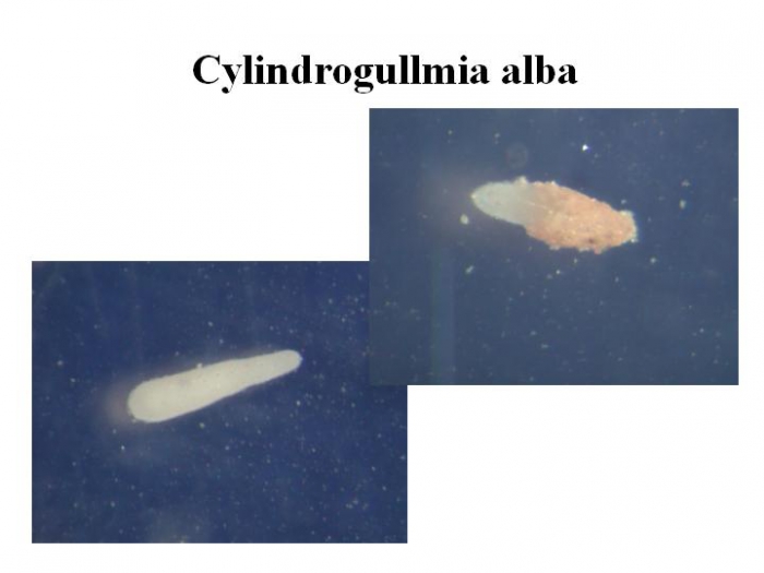 Cylindrogullmia alba Cylindrogullmia alba