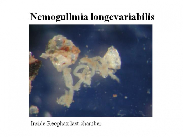 Nemogullmia longevaribilis Nemogullmia longevaribilis