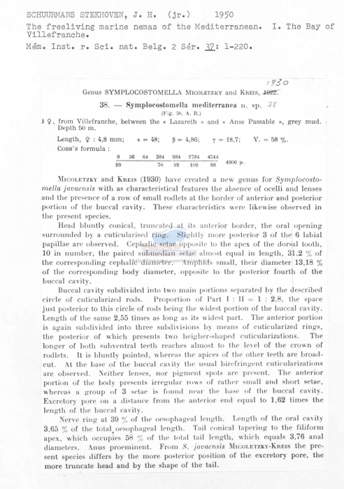 Symplocostomella mediterranea
