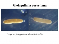 Gloiogullmia eurystoma, author: Jan Pawlowski
