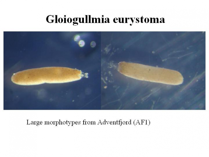 Gloiogullmia eurystoma Gloiogullmia eurystoma