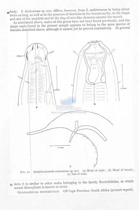 Symplocostomella trichostoma