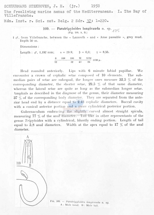 Paratripyloides longicauda