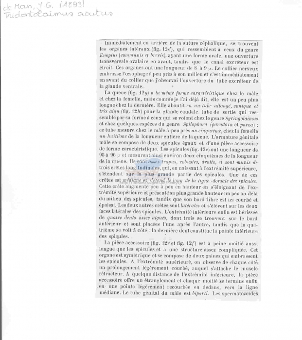 Triodontolaimus acutus