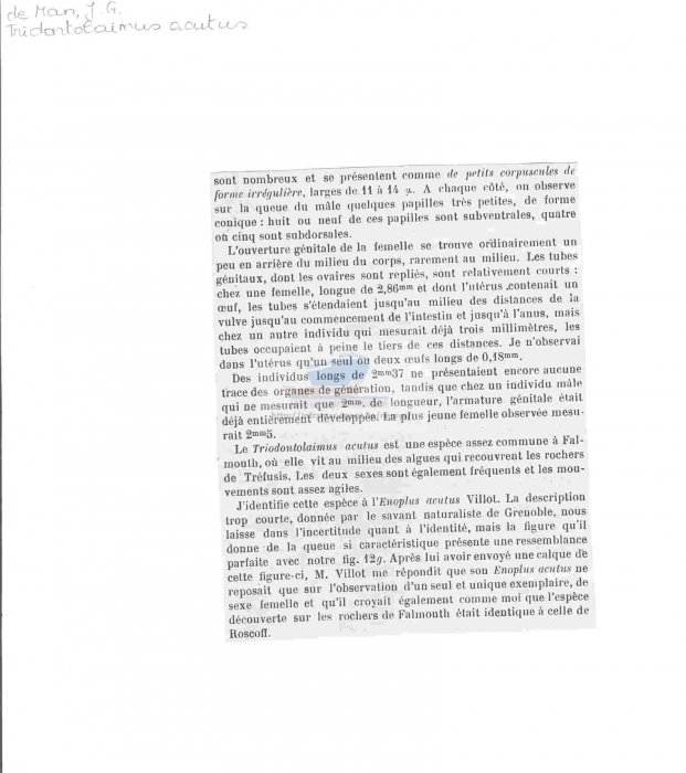 Triodontolaimus acutus