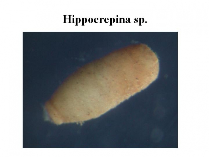Hippocrepina Hippocrepina