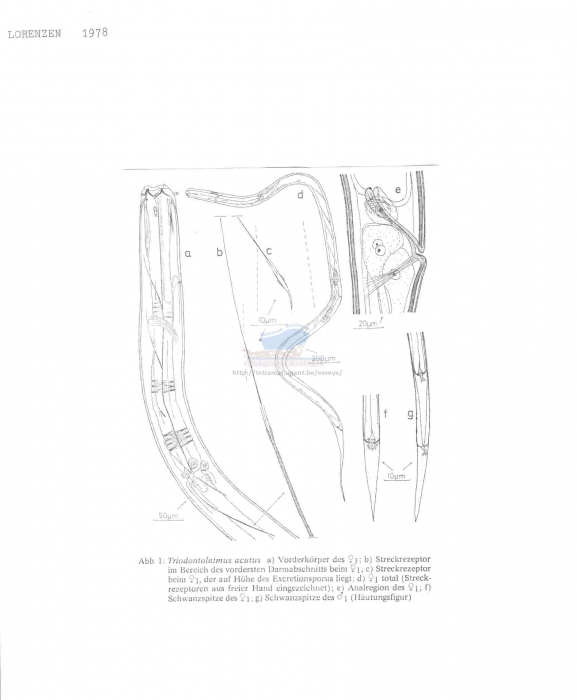 Triodontolaimus acutus