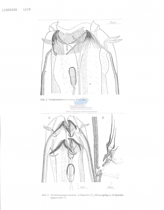 Triodontolaimus acutus
